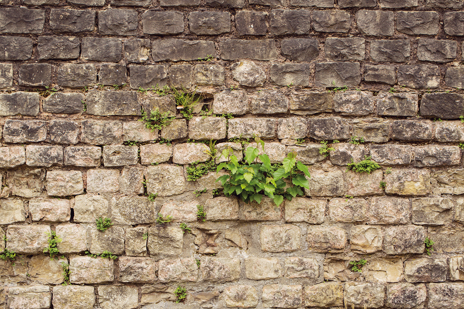 JEANNE RENARD – Fotografin in Mainz